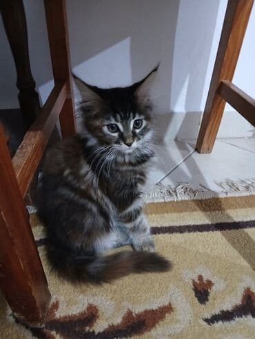 jeftina hrana za pse: Mace dugodlake – leglo prelepih mačića - Tip: kućne mačke dugodlake — 8