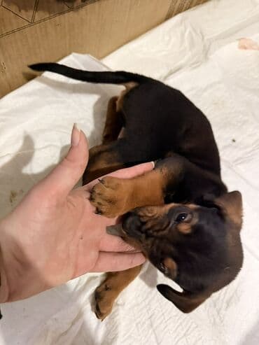 cetka za pomeranca: Štenci mešanci – više štenaca različitih boja i šara Opis: - Leglo — 5