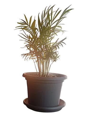 sobni kaktusi vrste: Chamaedorea elegans (parlor palma) u saksiji prečnika 18cm - Sobna — 1