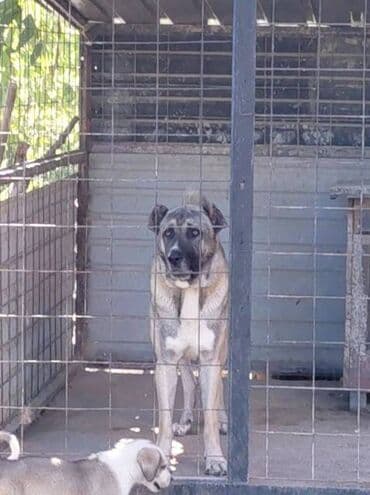 Psi: Turski Kangal, mužjak Na prodaju TURSKI KANGAL, mužjak star 22 meseca — 6