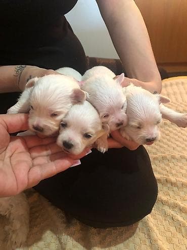 french bulldog psi: Na prodaju stenci maltezeri majka je mini otac patuljasti cistokrvni — 3