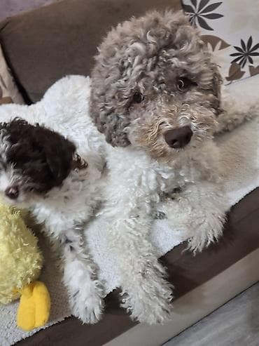 labrador psi: Rasni štenci – rase Lagotto Romagnolo (belo–braon) oznaka, mekanog — 10