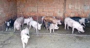 Glodari: Prasići na prodaju, težine od 20 - 30kg. Za dodatne informacije — 3