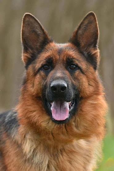 Nemački ovčar ženka Na prodaju ženka Nemačkog ovčara. F - Gotti — 3