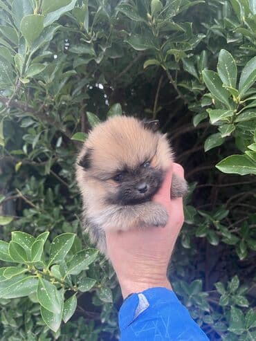 pomeranec cena: Pomeranac– štene mini tip - Rasa: Pomeranac (pomeranski špic), čupavi — 6