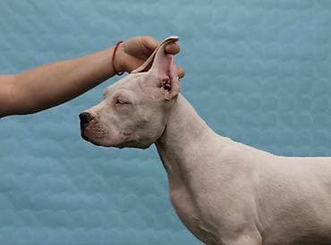 sorcamajicatorbica na poklon: Legle dogo argentino štenaca Sa ponosom predstavljamo vrhunsko leglo — 8