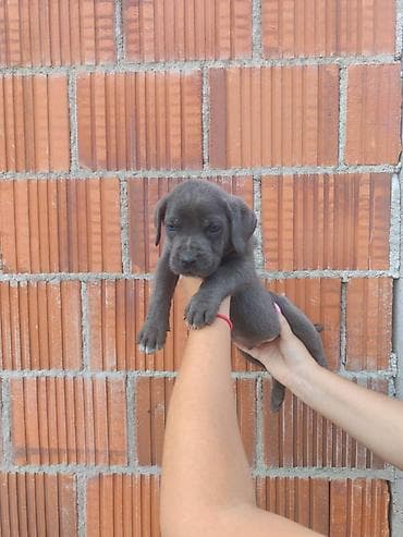nemački špic cena: Cane Corso štenci šampionskog porekla! Tražite moćnog čuvara i odanog — 6