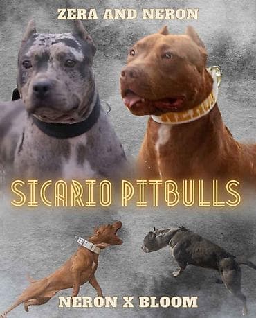 American pitbull terier Na prodaju stenci americkog PITBULL terijera