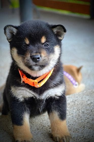 kucice za pse subotica: Odgajivačnica 'Kami's little fellows' predstavlja vrhunsko leglo Shiba — 8