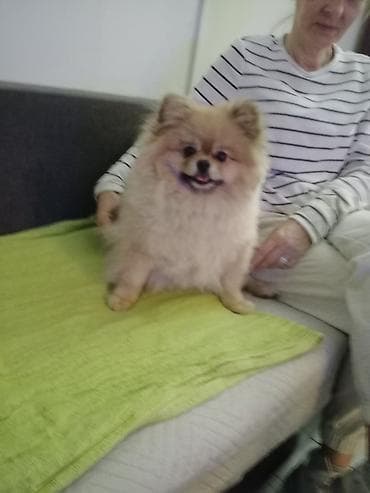 psi poklon: Pomeranac (Spitz) – prelep, kompaktan ljubimac - Rasa: patuljasti — 6