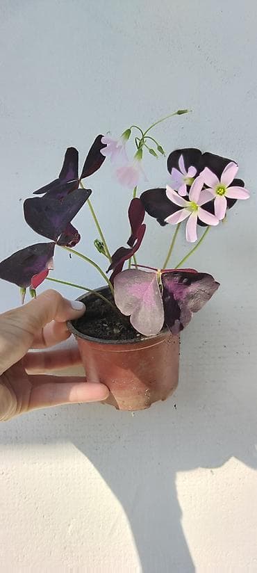 pepco sator za decu: Oxalis triangularis „Purple Shamrock” – ukrasna sobna biljka - — 2