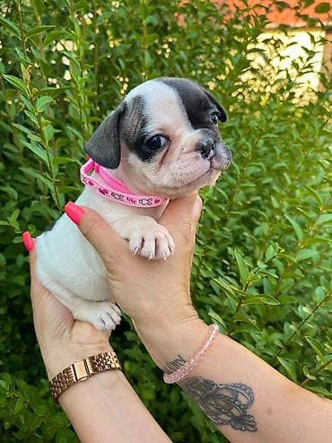 Odgajivacnica pasa "Happy Puppies" ima u ponudi francuski buldog