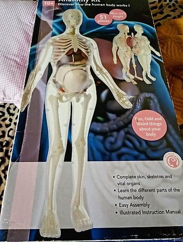 Vidljiva trudnica – Anatomy Kit (model ljudskog tela) - Edukativni 3D