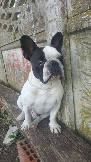 fen za pse: Mužjak francuskog buldoga dostupan za parenje. Dokazan u priplodu. Ima — 4