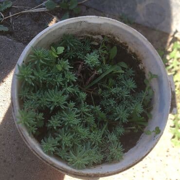 forma ideale sto za dnevnu sobu: Razno ne mrzne — 4