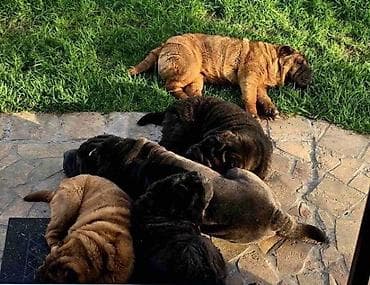 mali psi za stan: Šar Pej štenci Čistokrvni Šar Pej (Shar Pei) štenci, crvena (mahagoni) — 6