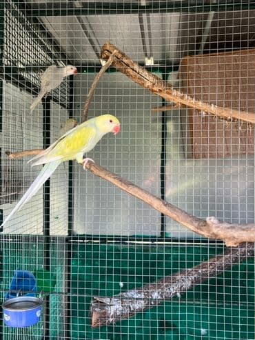Ptice: Mali aleksandar (Rose-Ringed Parakeet) sa prepoznatljivim crvenim — 2