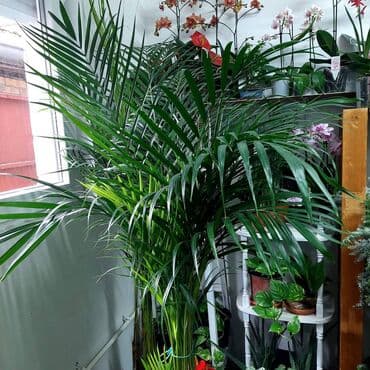 veliko ogledalo cena: Areca palma velika — 1