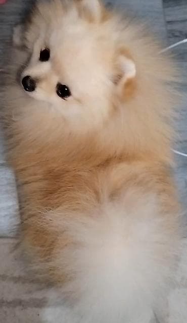 bordoška doga cena: Pomeranac zenkica. Dostupna prelepa ženkica pomeranca. Starosti 4 mes — 3