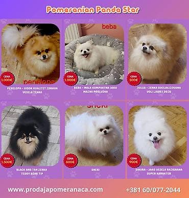njuškalo psi pekinezeri na poklon: Pomeranian Star renomirana odgajivačnica pomeranaca iz Beograda je — 2