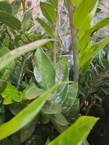 decija soba za decake: Chlorophytum sa prve slike je 500, sa druge je 300, sa trece je 1000 — 7