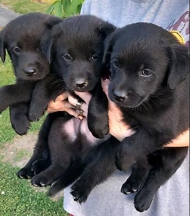 Imamo tri muska steneta Labradora, crne boje. Vakcinisani i ocisceni