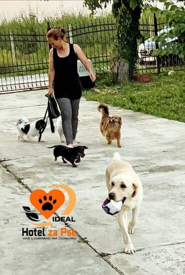 Sweatpants: Hotel za pse Ideal Da li planirate putovanje, posao ili odmor, a ne — 9