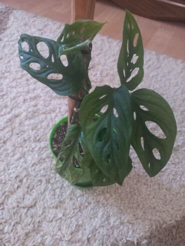 kreveti na izvlačenje za decu: Na prodaju monstera tetrasperma minima variegeta i adansoni mint cena — 6