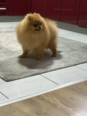 cena pomeranaca: Pomeranac muski star 11 meseci — 1