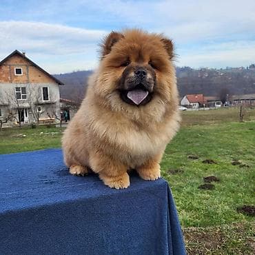 Štenci Čau Čau Chow Chow stari četiri meseca dostupni za prodaju
