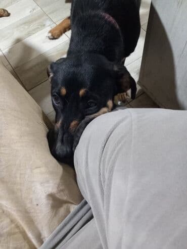 mesanac zlatnog retrivera i labradora: 🐾 HITNO TRAŽI DOM – LEPOSAVA, HEROINA IZ MIRIJEVA! 🐾 Leposava je — 1
