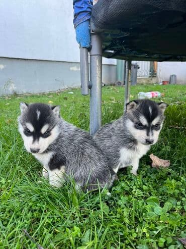 Ostale životinje: Sibirsky haski štenci - Leglo prelepih štenaca sibirskog haskija — 6