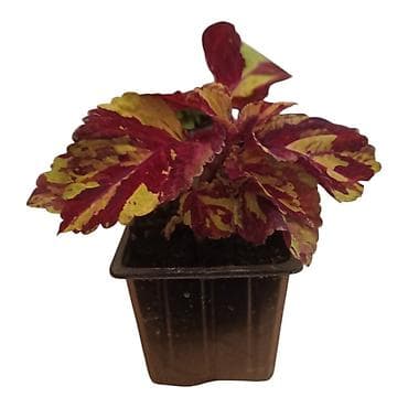 Semena i sadnice: Koleus (Coleus blumei) – ukrasna biljka sa šarenim lišćem - Vrsta — 3