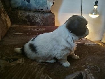 za stan mali psi na poklon: Štene malog rasta – crno-belo, dugodlako - Preslatko štene kompaktne — 2