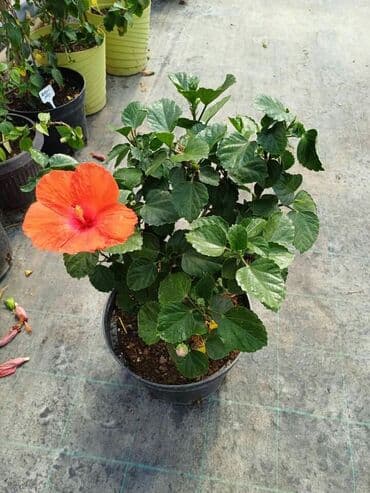 uradi sam boja za tekstil: Hibiskus vise boja po super ceni — 2