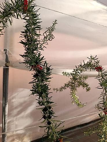 pecka na plin: Sveže ubrane bobice crne goji (Black Goji – Lycium ruthenicum) - — 4