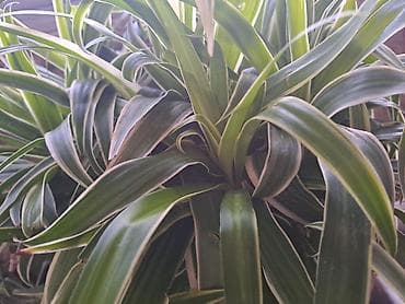 Chlorophytum sa prve slike je 500, sa druge je 300, sa trece je 1000