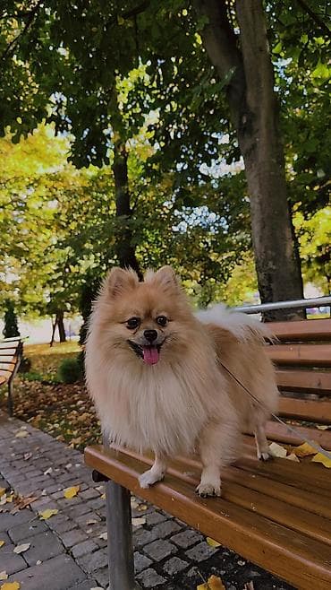 psi za dvoriste prodaja: Pomeranac (spic minijaturni) – prelep, pahuljast pas narandžasto-krem — 3