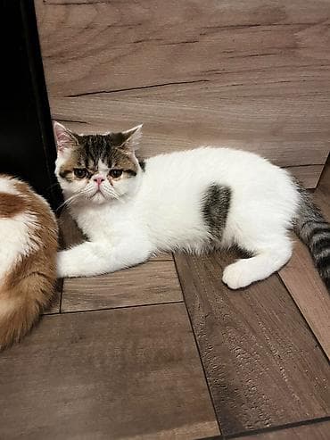 nova guinea cveke: Na prodaju egzotični kratkodlaki mačići (Exotic Shorthair) — 3