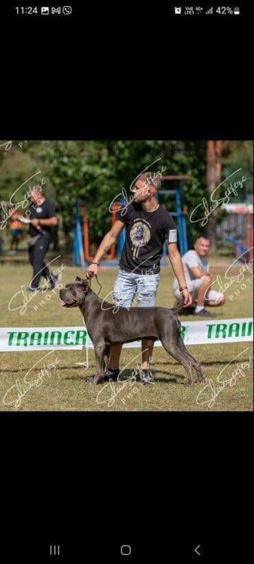Psi: Prodajemo štence CANE CORSO vhunskog izložbenog kvaliteta sa — 17