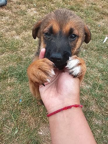 psi labrador: Poklanja se ženka, štene mešanca belgijskog ovčara i zlatnog — 1