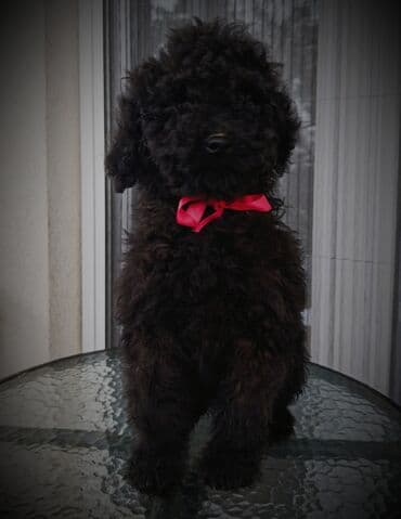 Backy Cockapoo watery stenci . Dve ženke starosti 3 meseca slobodne