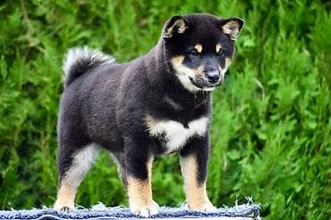 staford kuce: NEW "MINMIGORA' S" litter "Minmigora' s" Shiba Inu kennel present new — 7