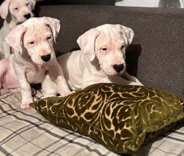 stenci samojeda: Dogo Argentino Prodajem štence DOGO ARGENTINO, oštenjeni 23.10.25. U — 6