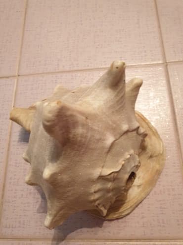 Figure: Velika skoljka-made in italy — 2