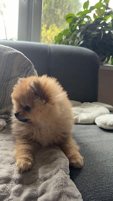 mini maltezer na prodaju: Pomeranian Boo ženka, stara 2 meseca. Malog rasta, gusta dlaka — 1