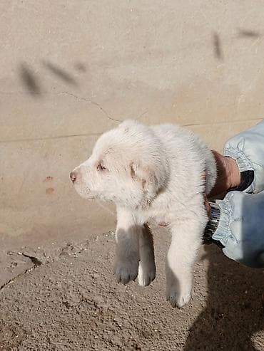 stenci azijata: Na prodaju ženka azijata (srednjeaziski ovčar) Stara 6. Nedelja — 1