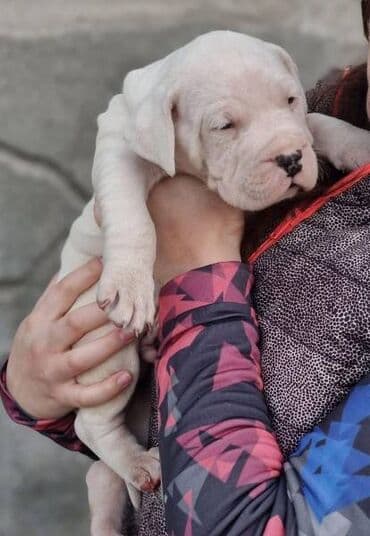 bela i buldozi: Slobodan za parenje!! Mužijak Dogo Argentino, izuzetno kvalitetnog — 6