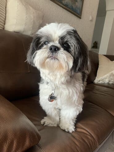 Ostale usluge: Profesionalna usluga šetanja pasa briga o macama i obilaska — 1