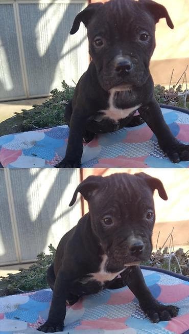 psi na poklon beograd: Pit Bull štenci oštenjeni : 18.12.2025 4 ženka. Očišćeni od parazite — 5